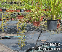 Grammatophyllum scriptum, Epidendrum scriptum, Grammatophyllum

Click to see full-size image