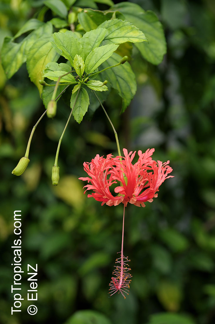 Hibiscus schizopetalus, Coral Hibiscus, Skeleton Hibiscus, Chinese Lantern, Japanese Lantern, Fringed Hibiscus