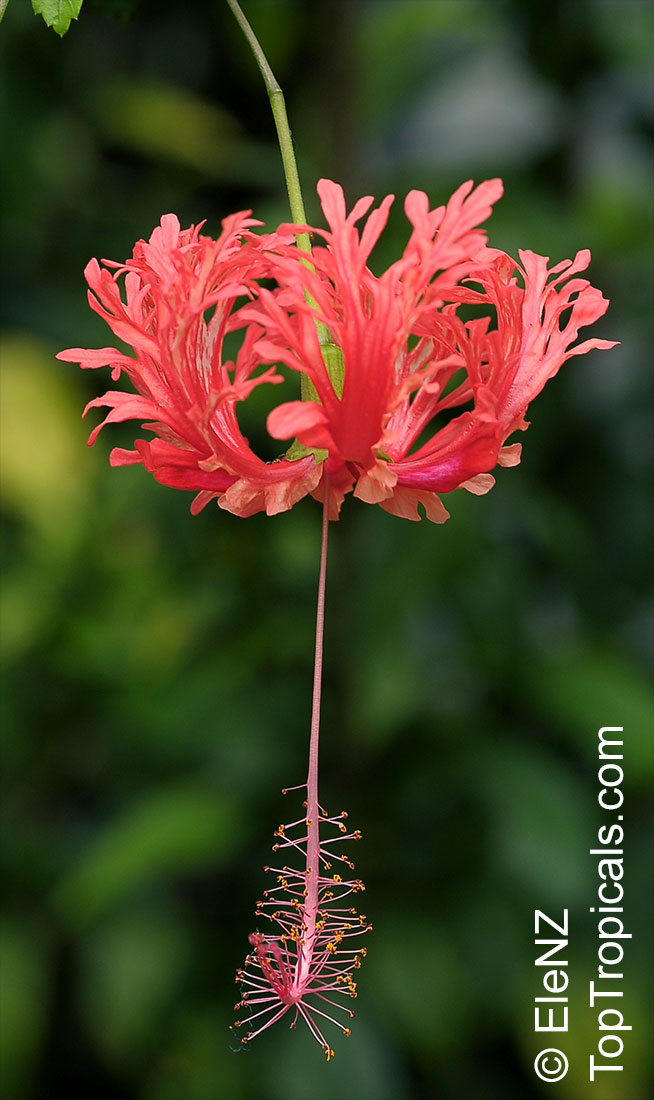 Hibiscus schizopetalus - Coral Hibiscus