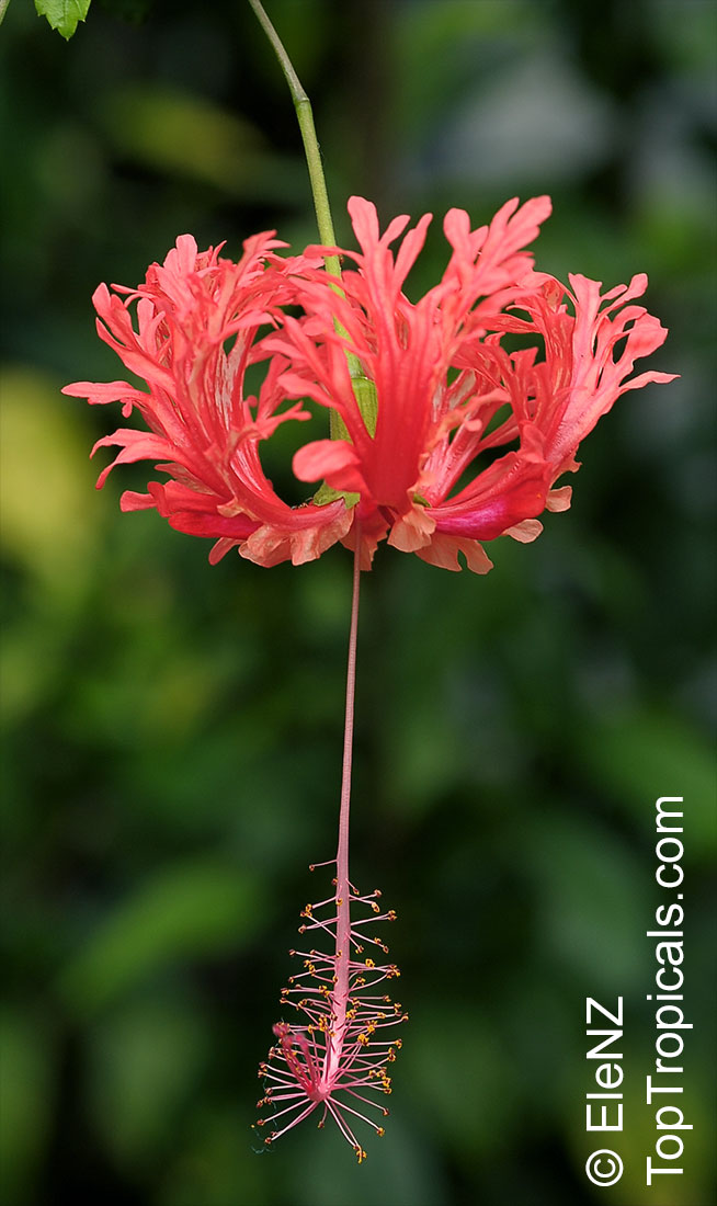 Hibiscus Schizopetalus Coral Hibiscus Skeleton Hibiscus Chinese Lantern Japanese Lantern Fringed Hibiscus Toptropicals Com