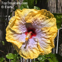 Hibiscus Robyn Jean, Hibiscus Robyn Jean

Click to see full-size image