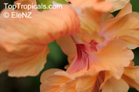 Hibiscus El Capitolio Tequila Sunrise, Hibiscus