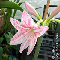 Hippeastrum reticulatum , Netted-Veined Amaryllis, Striped-Leaved Amaryllis

Click to see full-size image