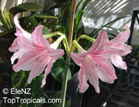 Hippeastrum reticulatum , Netted-Veined Amaryllis, Striped-Leaved Amaryllis

Click to see full-size image