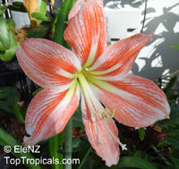 Hippeastrum sp., Amaryllis

Click to see full-size image