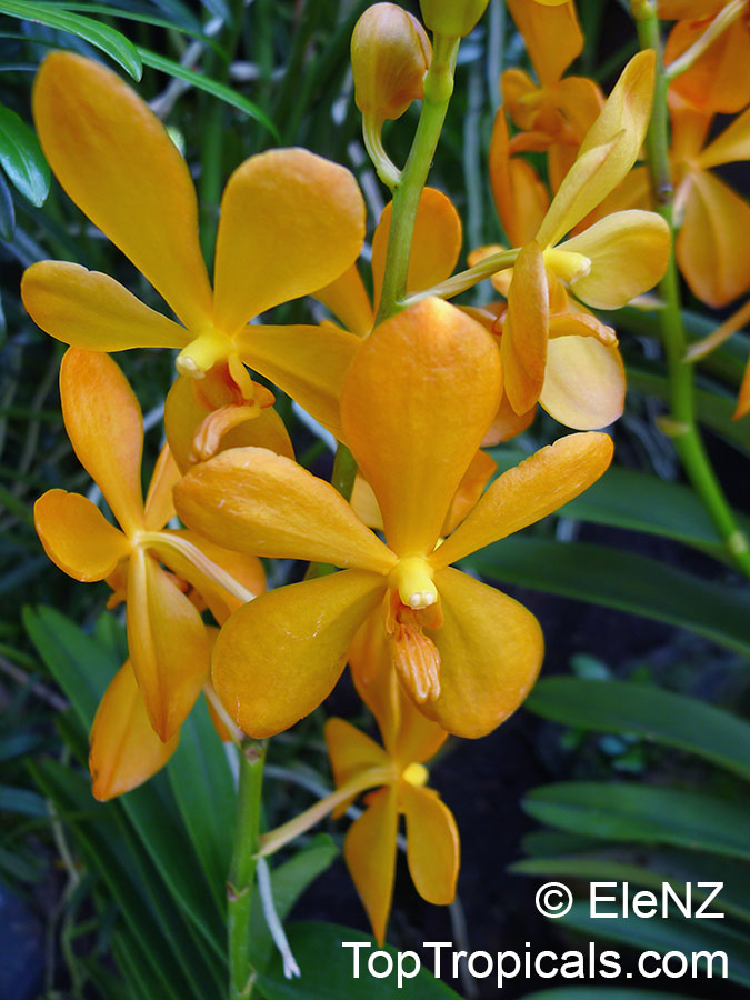 Vanda sp., Vanda Orchid. Mokara
