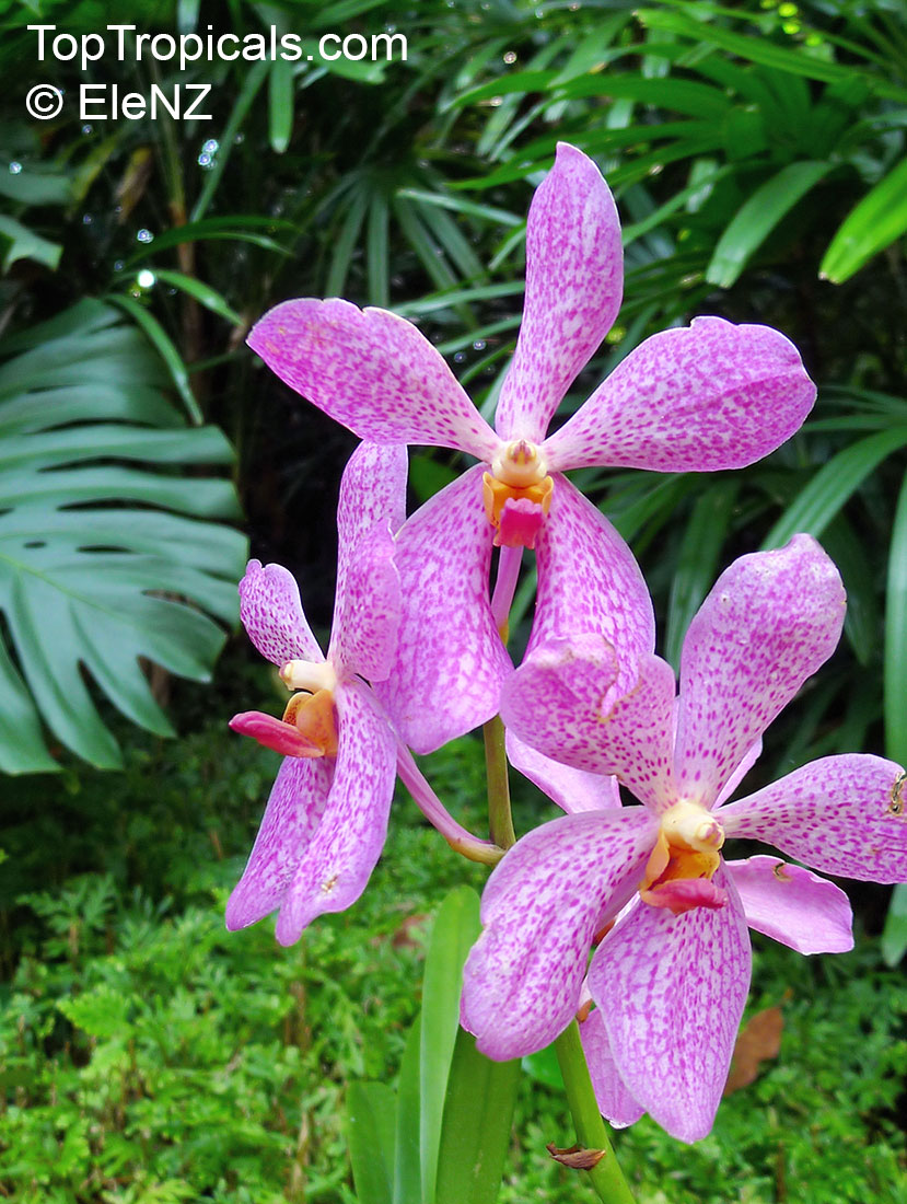 Vanda sp., Vanda Orchid. Mokara