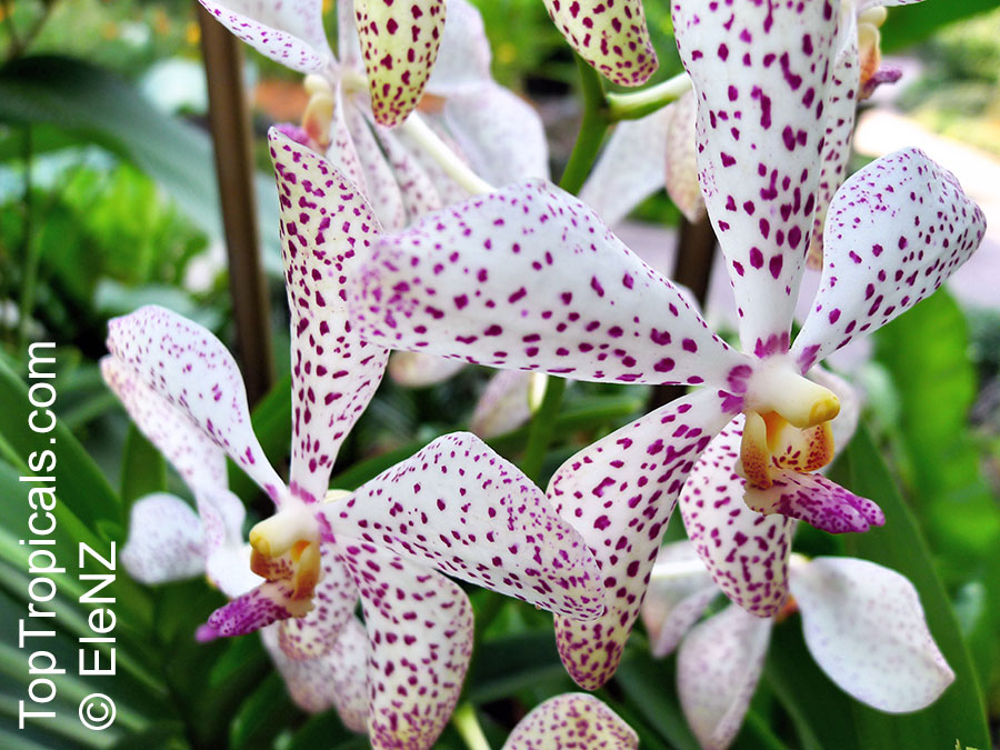 Vanda sp., Vanda Orchid. Mokara Chao Praya 'Dot Com'