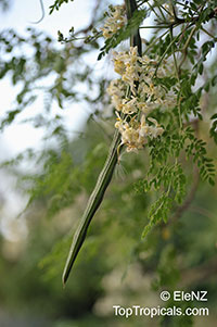 Moringa oleifera, Moringa pterygosperma, Horseradish tree, Ben Oil Tree, Coatli, Drumstick tree, Bridal veil

Click to see full-size image