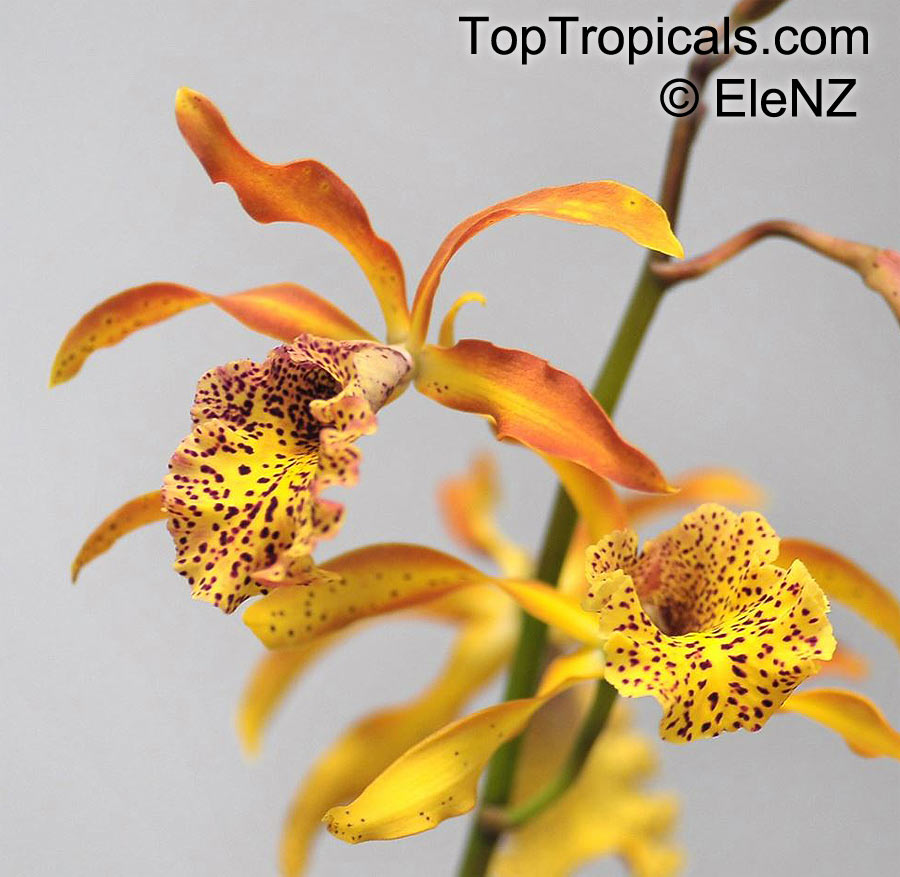 Cattleya sp., Cattleya Orchid. Myrmecatavola Frances Fox 'Sun Spot'. Brassocattleya Polka Dot x Myrmecophila tibicinis