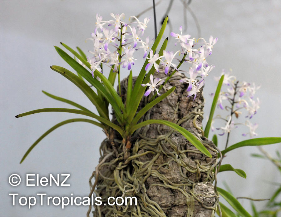Rhynchostylis sp., Foxtail Orchid. Neostylis Lou Sneary. Neofinetia falcata x Rhynchostylis coelestis