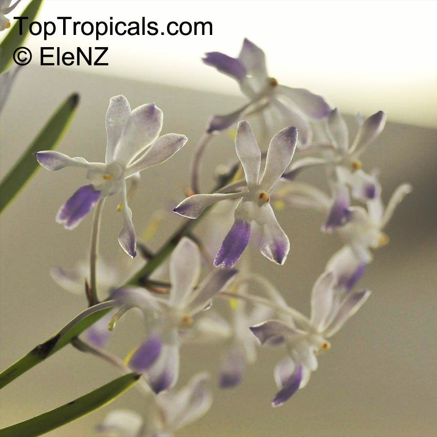 Rhynchostylis sp., Foxtail Orchid. Neostylis Lou Sneary. Neofinetia falcata x Rhynchostylis coelestis