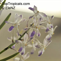 Rhynchostylis sp., Foxtail Orchid

Click to see full-size image