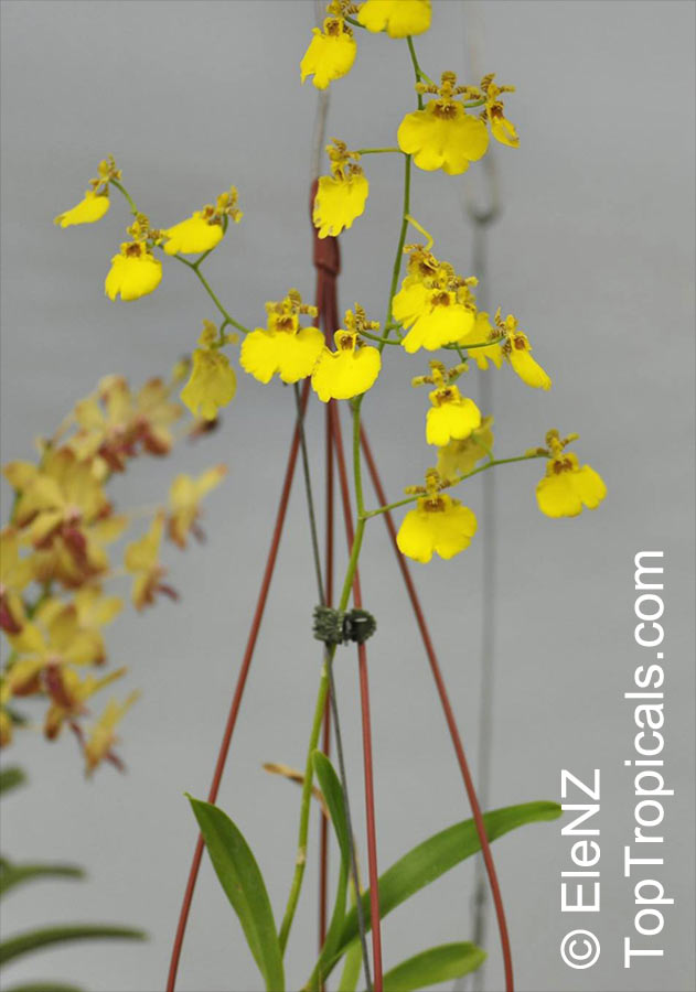 Oncidium sp., Oncidium Orchid. Oncidium Alliance