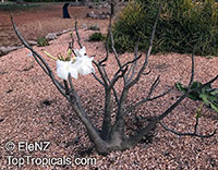 Pachypodium sp., Pachypodium

Click to see full-size image