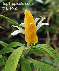 Pachystachys lutea, Yellow Shrimp Plant, Golden Shrimp Plant, Lollipop Plant, Candle Plant