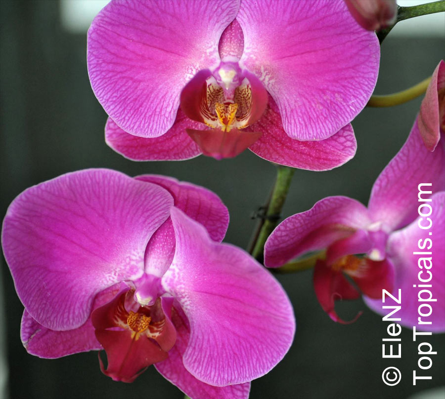 Phalaenopsis sp., Phalaenopsis Orchid, Moth Orchid