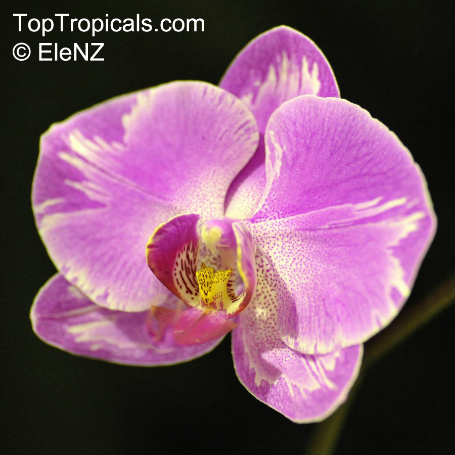 Phalaenopsis sp., Phalaenopsis Orchid, Moth Orchid. Phalaenopsis 'New Cinderella'