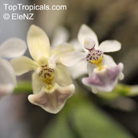 Phalaenopsis parishii, Aerides decumbens, Violet Phalaenopsis, Parish's Phalaenopsis

Click to see full-size image