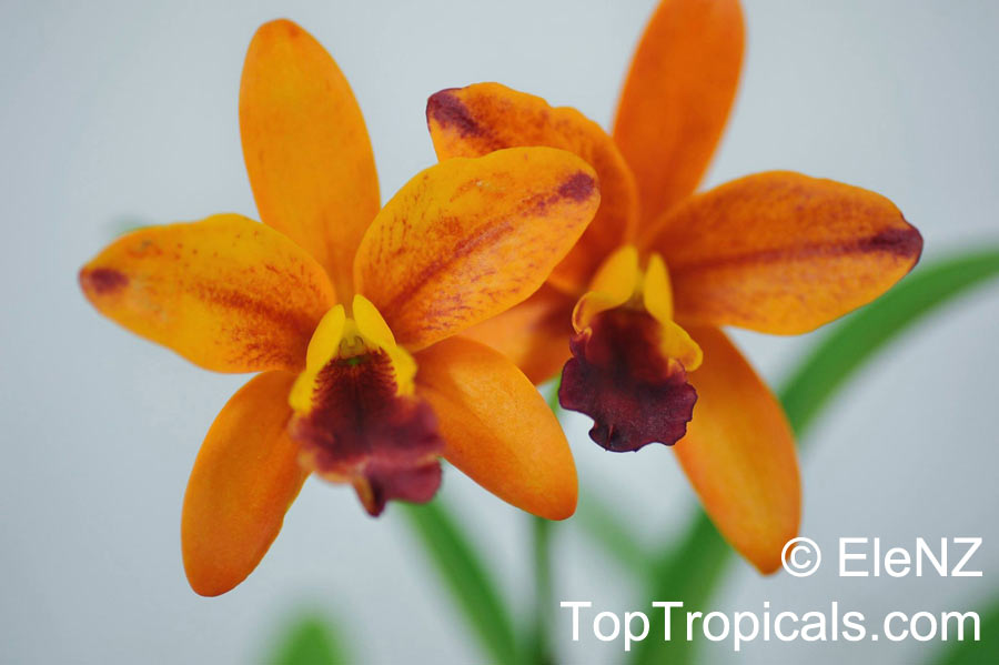 Cattleya sp., Cattleya Orchid. Potinara Netrasiri Starbright