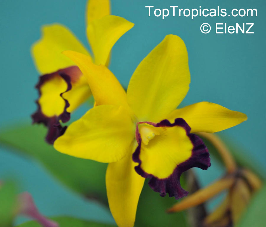 Cattleya sp., Cattleya Orchid. Potinara Thiti