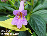 Primulina sp., Primulina

Click to see full-size image