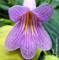 Primulina sp., Primulina

Click to see full-size image