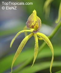 Prosthechea cochleata, Encyclia cochleata, Cockle Orchid