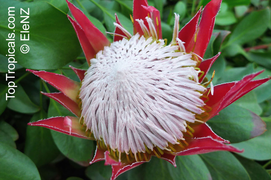 Protea sp., Sugarbush. Protea cynaroides