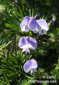Psoralea pinnata, Blue butterfly-bush, Blue Pea

Click to see full-size image