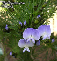 Psoralea pinnata, Blue butterfly-bush, Blue Pea

Click to see full-size image