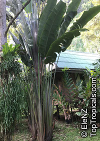 Ravenala madagascariensis, Travelers Palm

Click to see full-size image