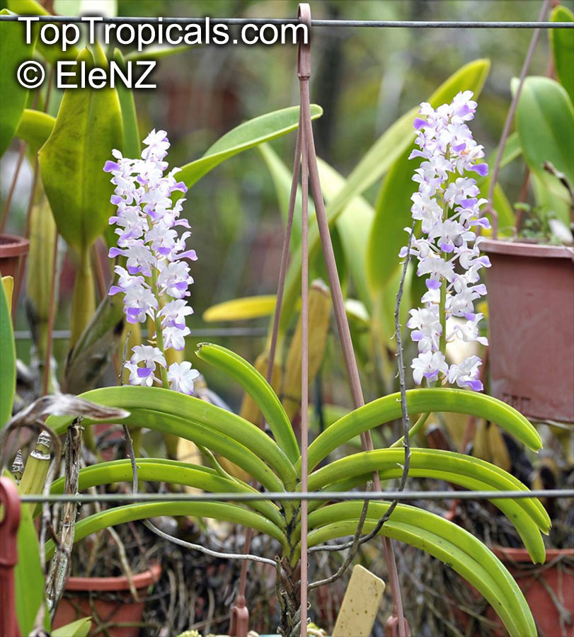Rhynchostylis sp., Foxtail Orchid. Rhynchostylis coelestis 