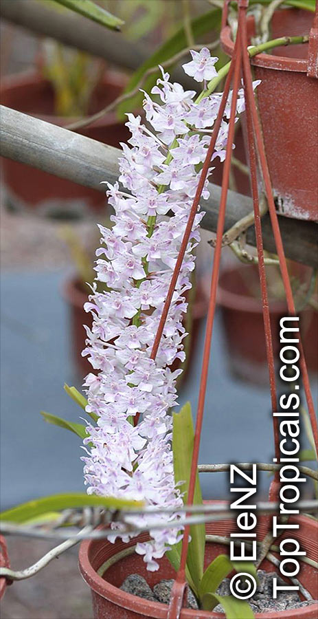 Rhynchostylis sp., Foxtail Orchid. Rhynchostylis retusa