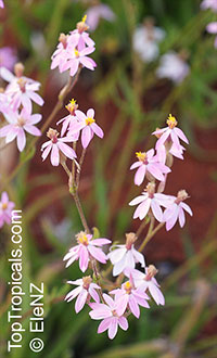 Schoenia cassiniana, Pink Everlasting

Click to see full-size image