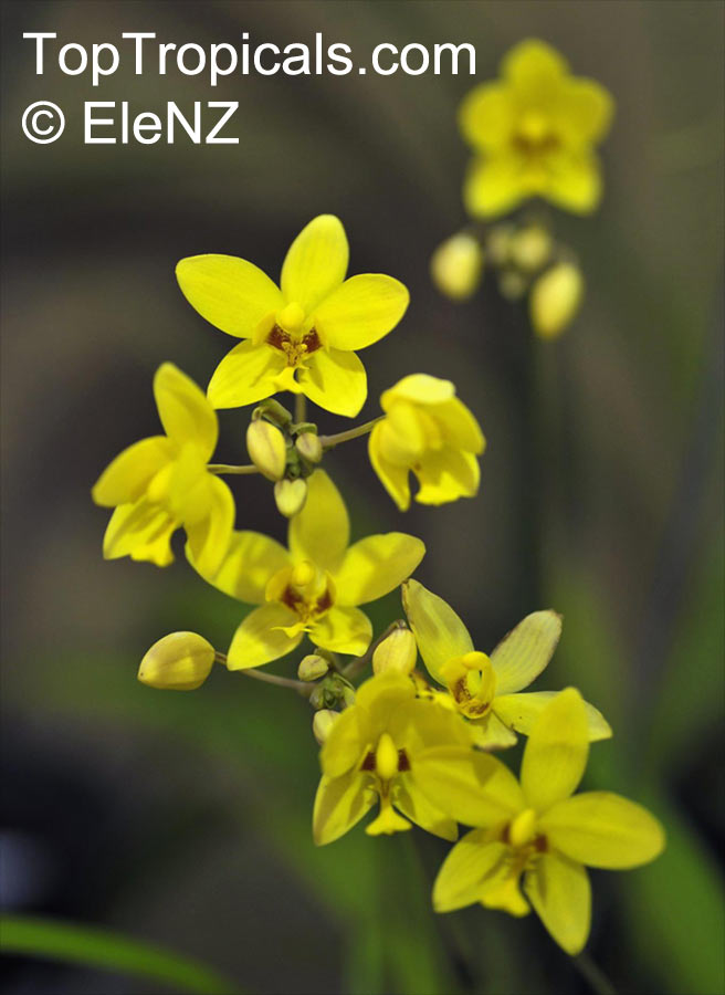 Spathoglottis sp., Ground Orchid