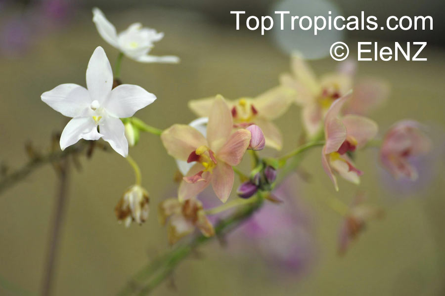 Spathoglottis sp., Ground Orchid