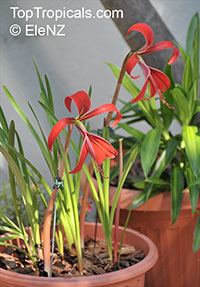 Sprekelia formosissima , Aztec Lily, Jacobean Lily, Orchid Lily

Click to see full-size image