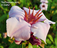 Strophanthus gratus, Climbing oleander, Cream Fruit, Rose allamanda

Click to see full-size image