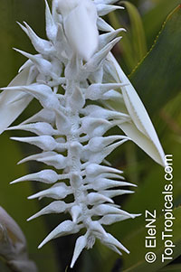 Ursulaea macvaughii, Ursulaea

Click to see full-size image