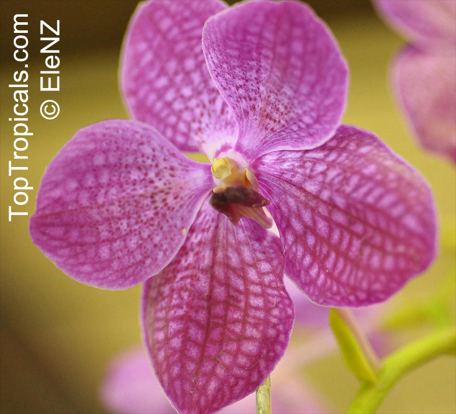 Vanda sp., Vanda Orchid