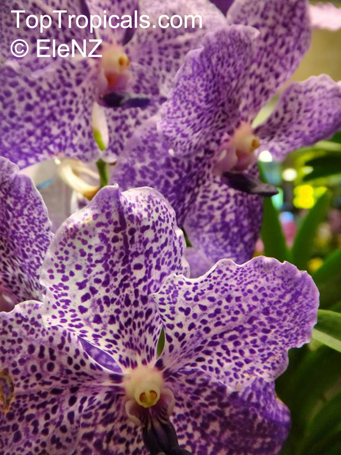 Vanda sp., Vanda Orchid