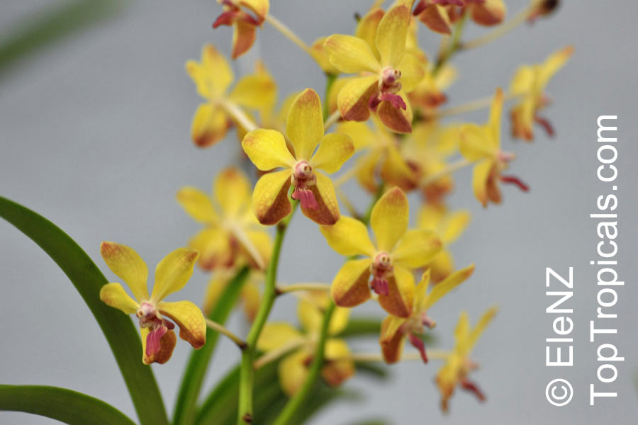 Vanda sp., Vanda Orchid. Vanda Alliance