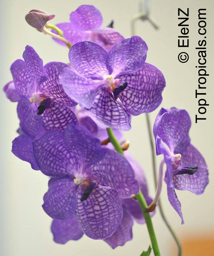 Vanda sp., Vanda Orchid. Vanda Bangyikhan Blue x Ascocenda Blue Boy