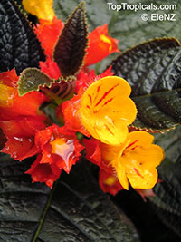 Chrysothemis pulchella, Copper Leaf

Click to see full-size image