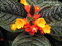 Chrysothemis pulchella, Copper Leaf

Click to see full-size image