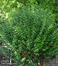 Thunbergia erecta, King&apos;s Mantle, Bush Clock Vine