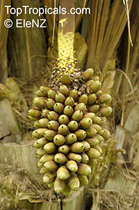 Attalea cephalotus, Scheelea cephalotes, Shapaja, American Oil Palm

Click to see full-size image