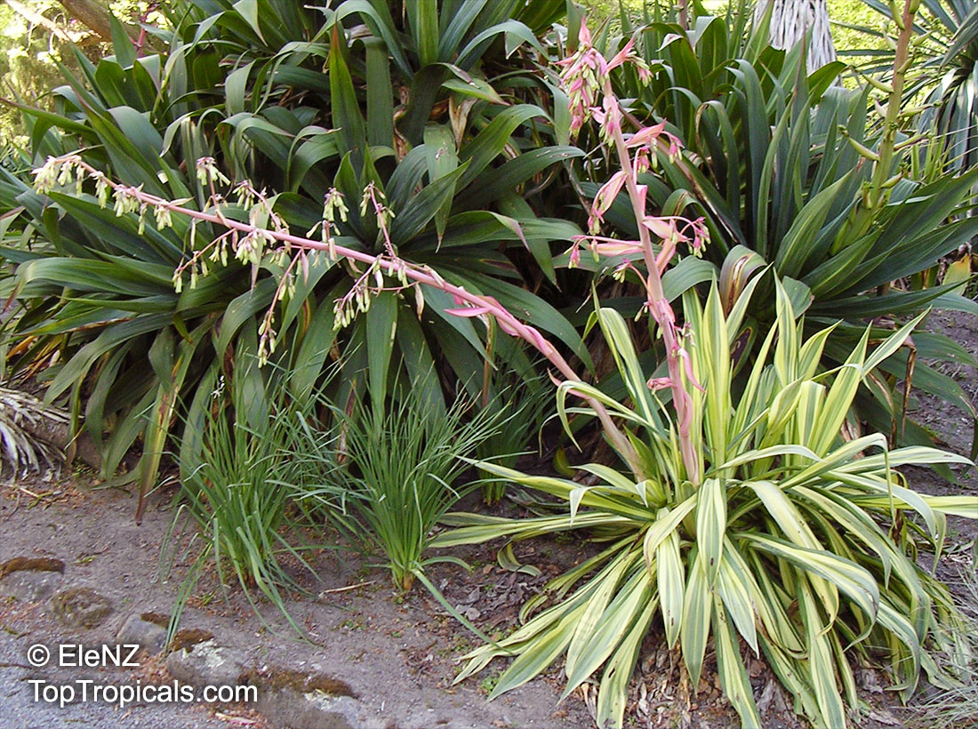 Beschorneria yuccoides , Mexican Lily