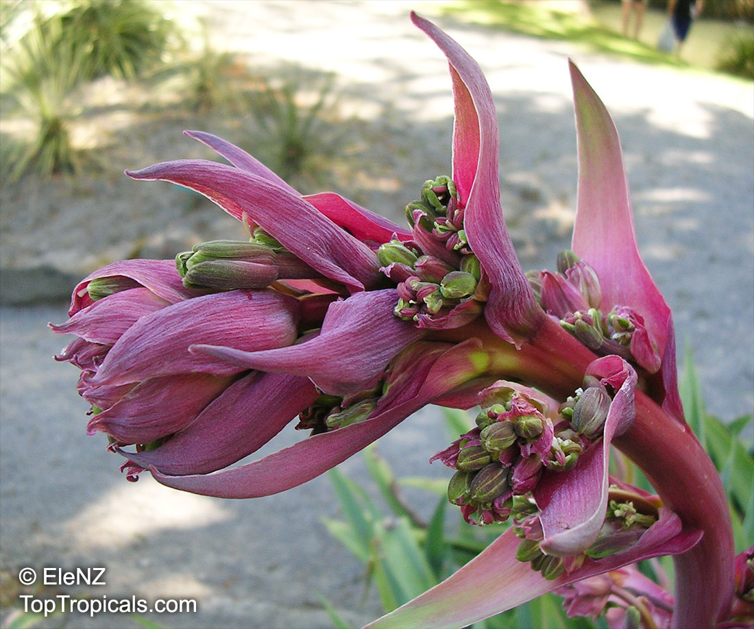 Beschorneria yuccoides , Mexican Lily